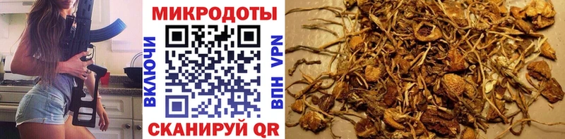 Псилоцибиновые грибы GOLDEN TEACHER  Купить закладки  Шенкурск 
